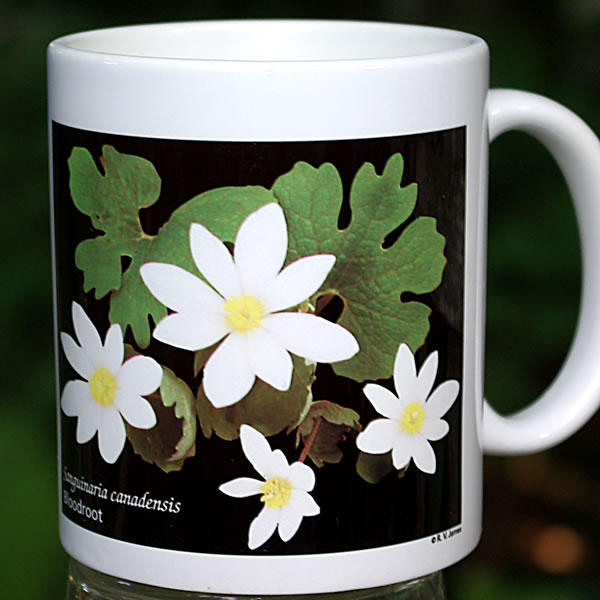 mug bloodroot large 8138.jpg